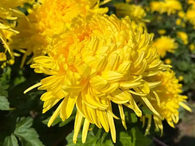 金丝皇菊 vs 徽州皇菊(徽州黄菊) 金丝皇菊 vs 徽州皇菊(徽州黄菊)