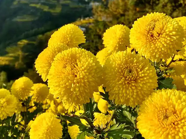 金丝皇菊 vs 徽州皇菊(徽州黄菊) 金丝皇菊 vs 徽州皇菊(徽州黄菊)